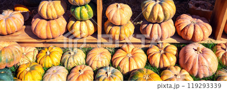 Rows of pumpkins on wooden shelves. Horizontal banner 119293339