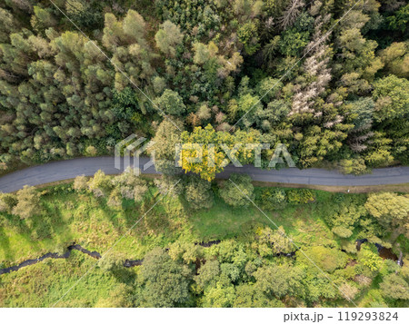 A Majestic Aerial View Showcasing a Lush Vibrant Forest and a Winding Scenic Pathway 119293824