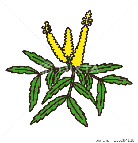 マホニアコンフューサ 119294119