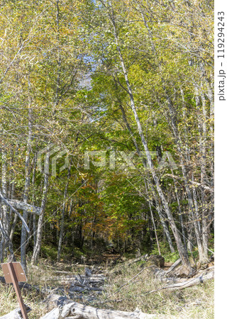 タウシュベツ川橋梁側から見た士幌線跡の林道　北海道上士幌町 119294243