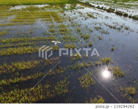 Flooded rice fields in the rain season of asia agriculture 119294262