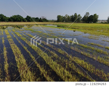 Flooded rice fields in the rain season of asia agriculture Flooded rice fields in the rain season of asia agriculture 119294263