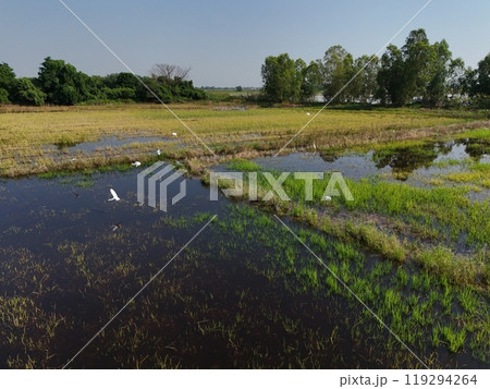 Flooded rice fields in the rain season of asia agriculture 119294264