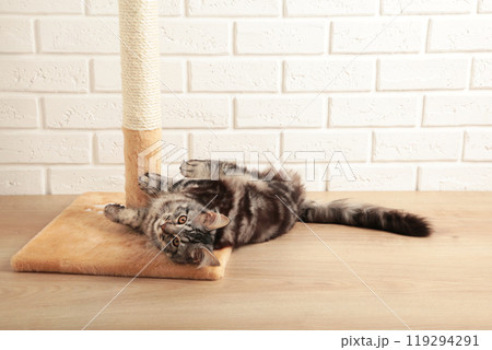 A cute kitten playing with scratching post on light background. A cute kitten playing with scratching post on light background. 119294291