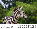 動物園で見たシマウマ 119295123