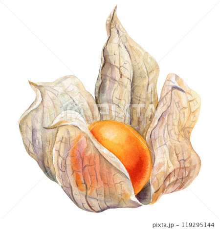 Physalis drawn in watercolor isolated on a white background, Botanical illustration for design, nature decor element 119295144