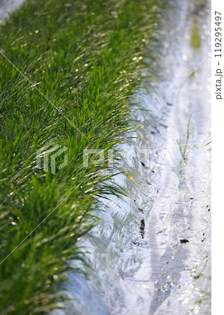 ニラに水を与える 散水 ニラに水を与える 散水 119295497