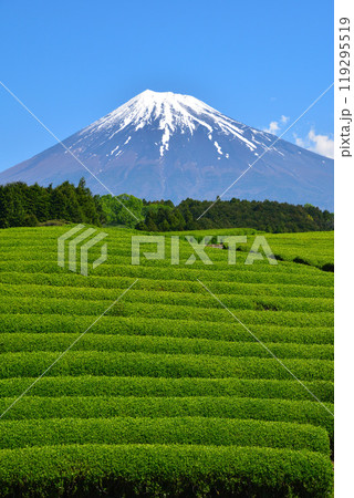 初夏 大淵笹場 初夏 大淵笹場 119295519