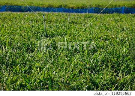 生姜の露地栽培 119295662