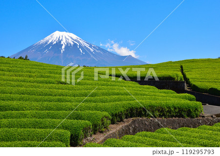 初夏　大淵笹場 119295793