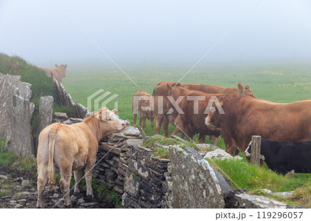 Cows stand by a stone wall in a foggy field near the Cliffs of Moher, softening the landscape Cows stand by a stone wall in a foggy field near the Cliffs of Moher, softening the landscape 119296057