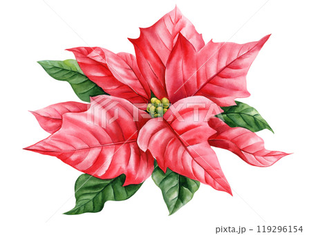 Red Christmas flower isolated. watercolor botanical illustration, New Year decorations. Winter poinsettia flower plant Red Christmas flower isolated. watercolor botanical illustration, New Year decorations. Winter poinsettia flower plant 119296154