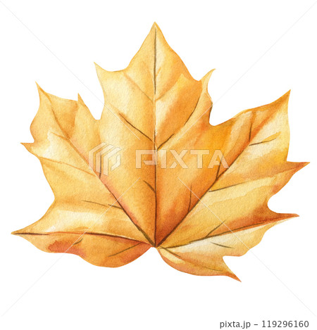 Maple yellow leaf drawn in watercolor isolated white background. Botanical illustrations for seasonal project, fall leaf 119296160