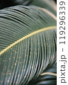 A detailed close up of a vibrant green leaf featuring a prominent yellow stripe running through it, showcasing its unique visual patterns 119296339