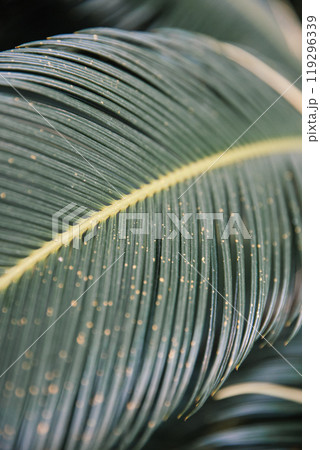 A detailed close up of a vibrant green leaf featuring a prominent yellow stripe running through it, showcasing its unique visual patterns A detailed close up of a vibrant green leaf featuring a prominent yellow stripe running through it, showcasing its unique visual patterns 119296339