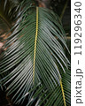 This image features a closeup view of a vibrant palm tree leaf, which showcases a striking yellow center surrounded by lush green foliage 119296340