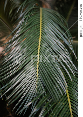 This image features a closeup view of a vibrant palm tree leaf, which showcases a striking yellow center surrounded by lush green foliage This image features a closeup view of a vibrant palm tree leaf, which showcases a striking yellow center surrounded by lush green foliage 119296340