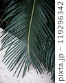 Here is a detailed closeup view of a palm tree leaf gently swaying on a beautiful sandy beach, capturing the essence of natures beauty 119296342
