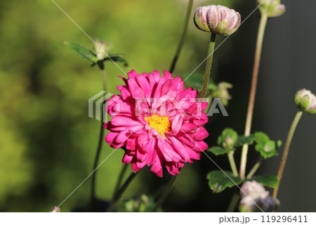 秋の庭に咲くピンク色のシュウメイギクの花 119296411