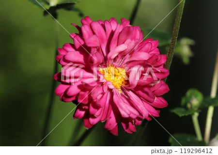 秋の庭に咲くピンク色のシュウメイギクの花 119296412