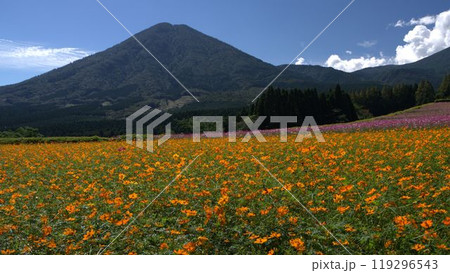 宮崎県小林市生駒高原のコスモスと夷守岳 宮崎県小林市生駒高原のコスモスと夷守岳 119296543