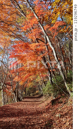 紅葉の山道 下郷町観音沼森林公園 紅葉の山道 下郷町観音沼森林公園 119296749