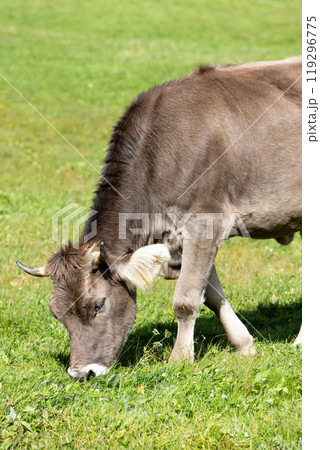 Cow eating grass on a green pasture 119296775