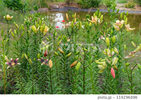 Cottage garden. Lilies in green house. Growing flowers. Sunny day. 119296896