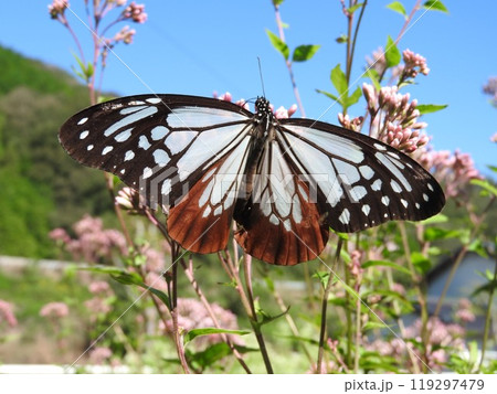 フジバカマの花で吸蜜する「アサギマダラ」 119297479
