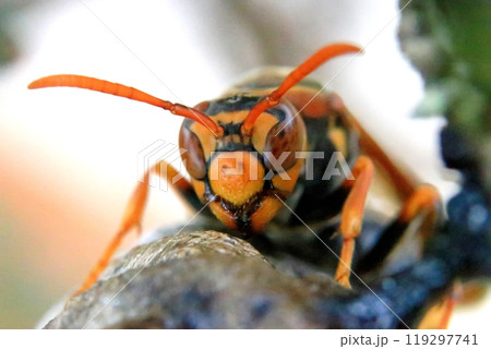 セグロアシナガバチの女王蜂 119297741