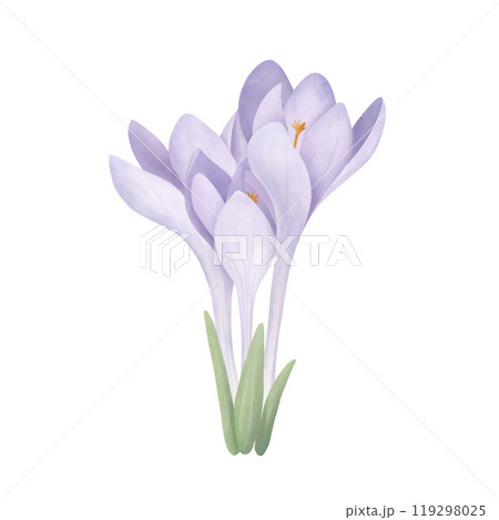 A bunch of purple crocuses with leaves. Watercolor hand-drawn saffron painting on a white background. Spring flower clipart for invitations, greetings, postcard design. A bunch of purple crocuses with leaves. Watercolor hand-drawn saffron painting on a white background. Spring flower clipart for invitations, greetings, postcard design. 119298025