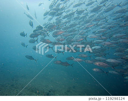 A school of Big eye Trevally, Jackfish, or Caranx sexfasciatus, outside Puerto Galera, Philippines A school of Big eye Trevally, Jackfish, or Caranx sexfasciatus, outside Puerto Galera, Philippines 119298124