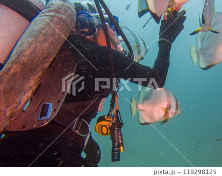 School of Platax teira, Longfin spadefish, or batfish, and a SCUBA diver Puerto Galera, Philippines School of Platax teira, Longfin spadefish, or batfish, and a SCUBA diver Puerto Galera, Philippines 119298125