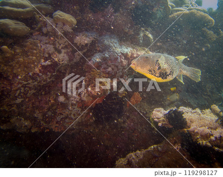 Map Puffer, Arothron mappa, or Scribbled toadfish, at a coral reef, Puerto Galera, Philippines 119298127