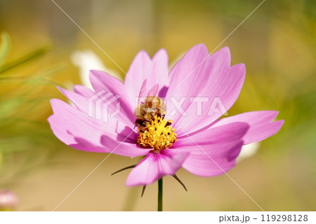 淡いピンクコスモスと蜜を吸うミツバチ　アップ　黄色背景 119298128