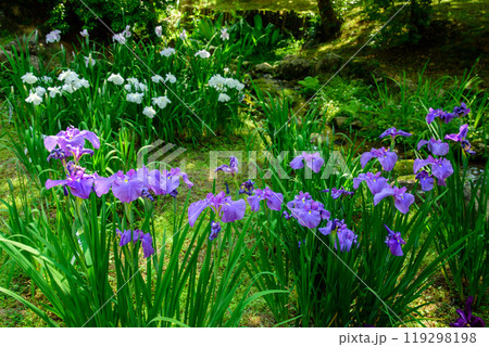 菖蒲が美しい風景 119298198