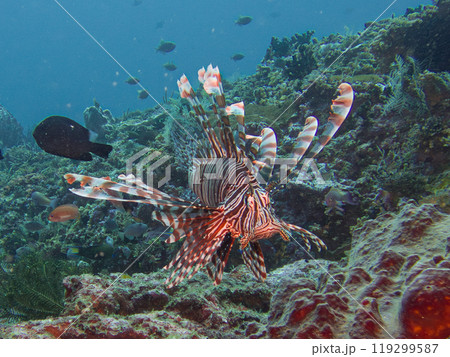 Red lionfish, Pterois volitans, at a Puerto Galera reef, Philippines 119299587