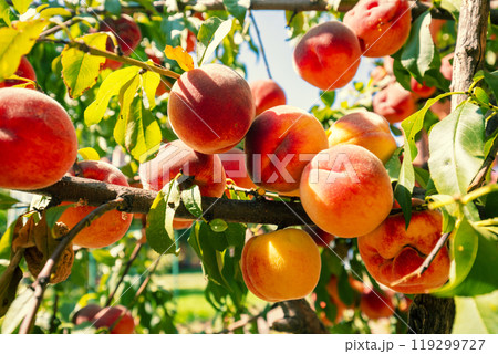 Ripe peaches on a branch in an orchard. Nature background. Harvest of ripe peaches Ripe peaches on a branch in an orchard. Nature background. Harvest of ripe peaches 119299727