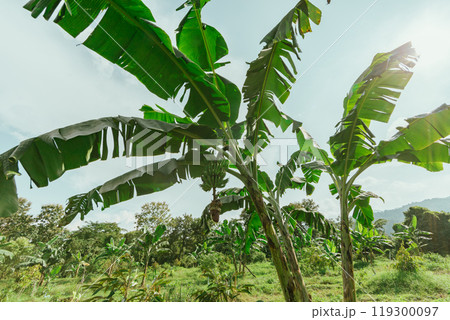 Banana tree plantation with green fields in garden and blue sky 119300097