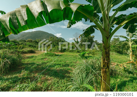 Banana tree plantation with green fields in garden and blue sky 119300101