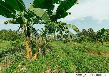 Banana tree plantation with green fields in garden 119300104