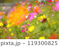 コスモスの競演 119300825