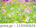 彩の世界に舞う蝶 119300828