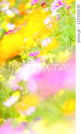 コスモスのカラフルパレット 119300830