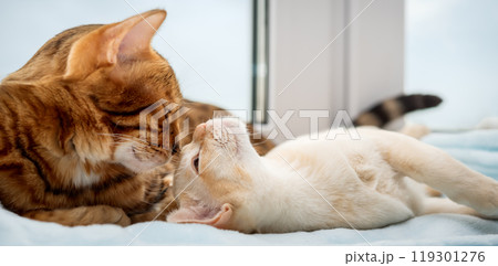 A Bengal cat and a Burmese kitten lie next to each other. 119301276