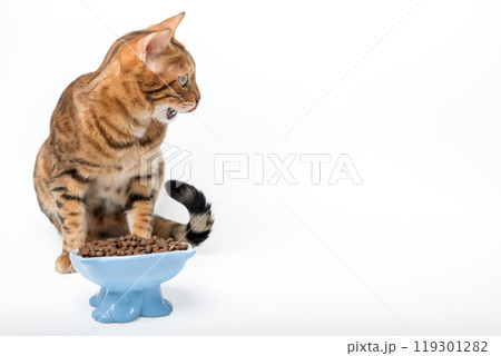 Bengal cat eating dry food. Bengal cat eating dry food. 119301282