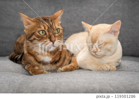 Close-up of two adorable cats lying on the sofa. 119301286