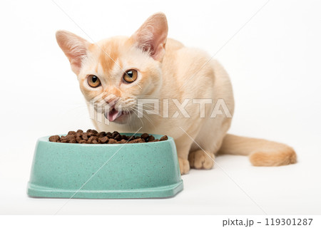 Kitten cream burmese eats dry food. 119301287