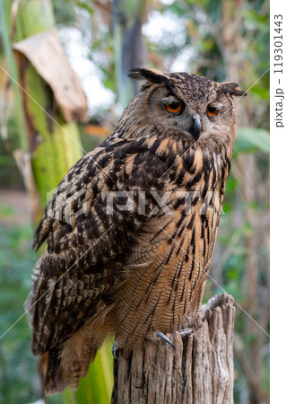 Majestic owl perched on a wooden post surrounded by greenery during daylight in a tranquil natural habitat 119301443