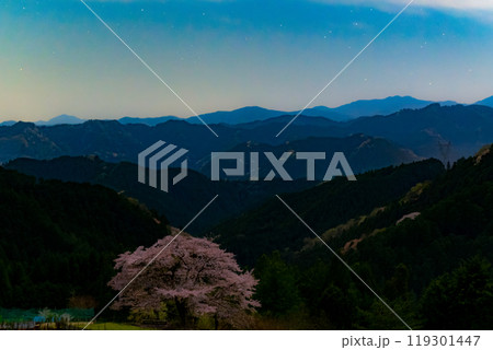 埼玉県飯能市、夜の八徳の一本桜 119301447